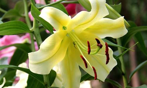 水养百合花苞没开就枯萎怎么办,百合的花苞怎么枯萎了