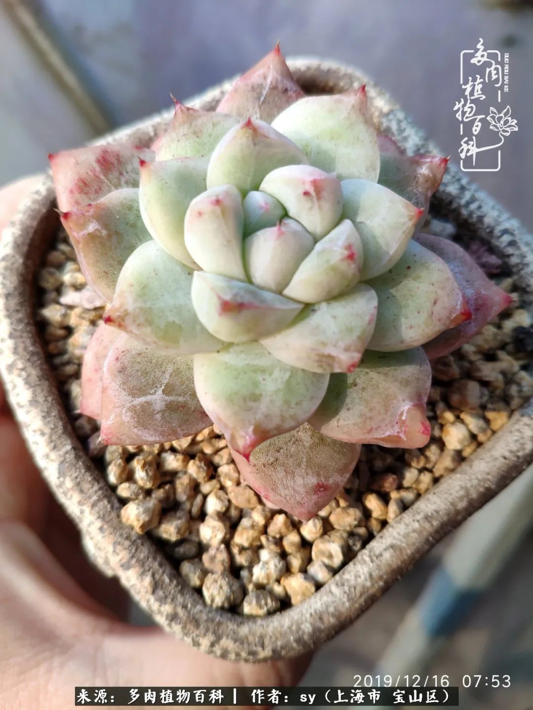 包邮区能养出状态的多肉,包邮区多肉养不死的品种