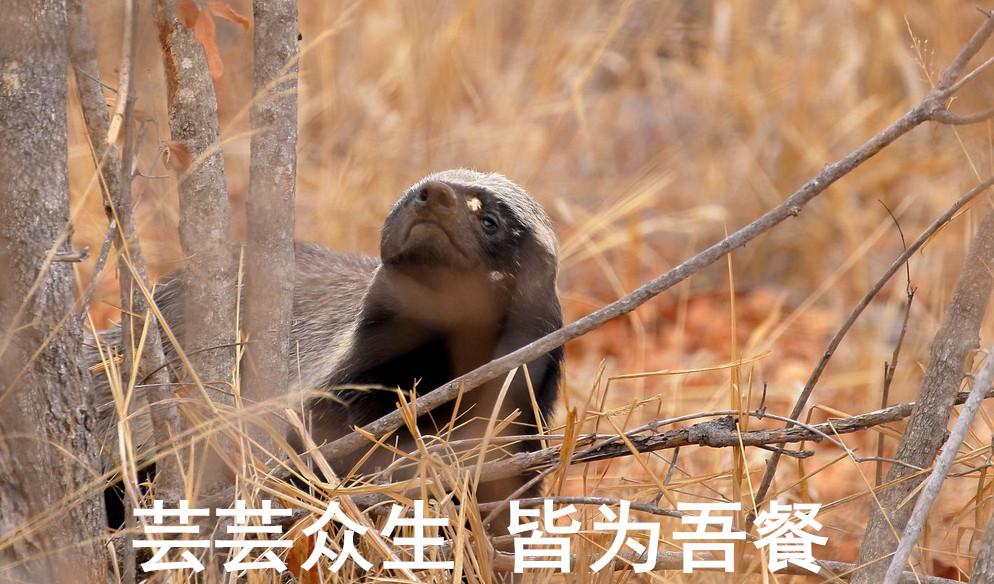 动物界的平头哥是怎么火的,平头哥动物界的扛把子