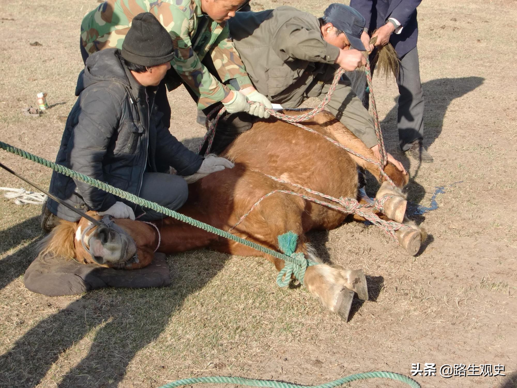 上世纪流行于农村的“走骟”，现已消失，牲口走着走着就被骟掉了