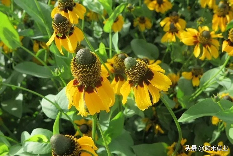 总有人间一两风，填我十万八千梦-松果菊
