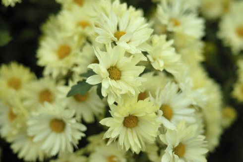 中考满分作文托物言志,中考作文悬念技巧