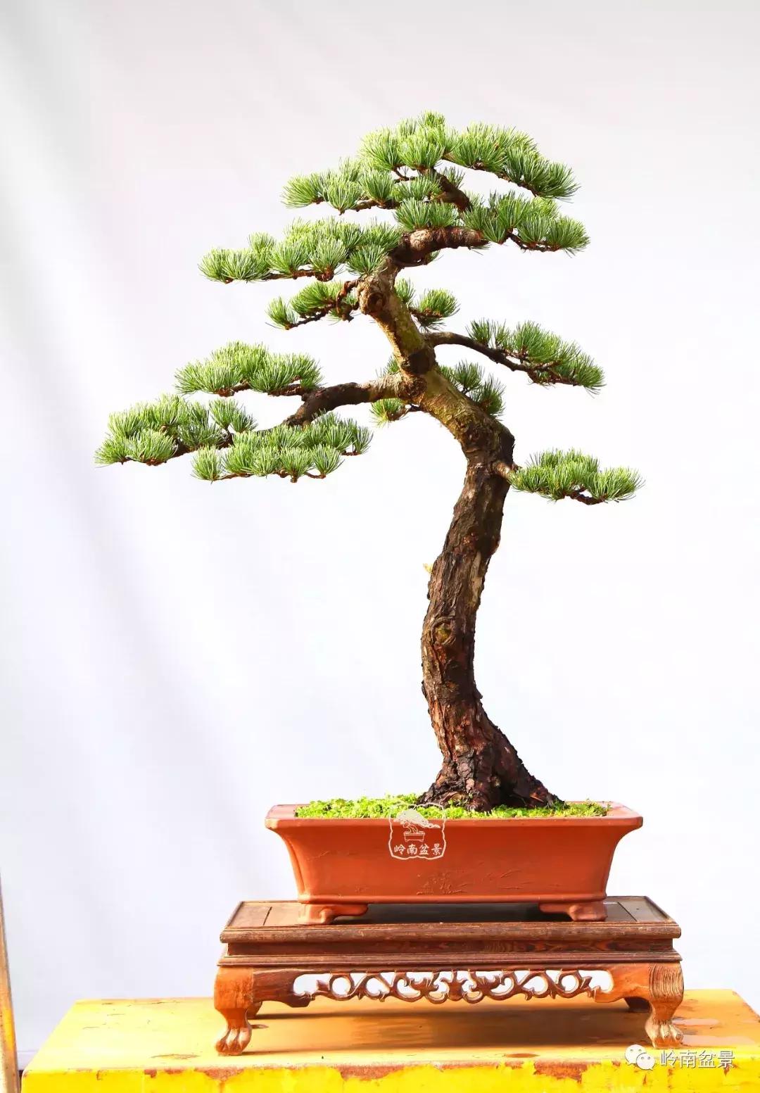 盆景欣赏苍劲有力老桩,精品盆景寒枝欣赏