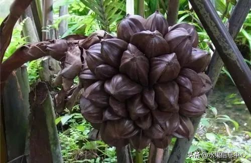 国内好吃的热带水果有哪些,小众水果推荐