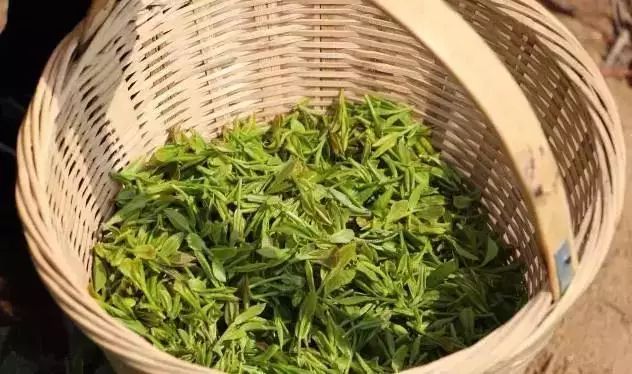 春天登山正确打开方式！这些藏在深处的秘境、美宿、茗茶在等着你！