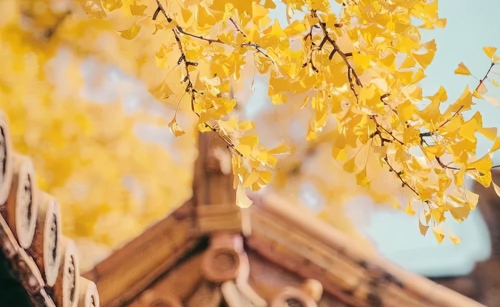 多特瑞芳香精油,多特瑞精油是什么味道