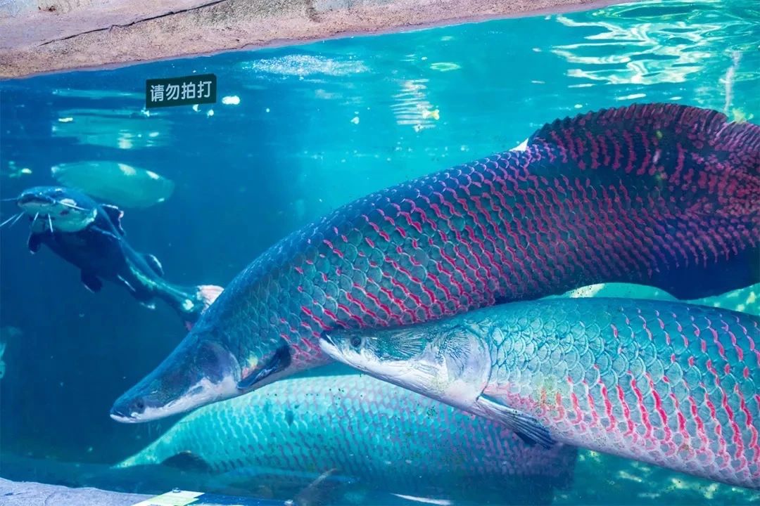 深圳10大旅游好去处,深圳盐田区周末休闲浪漫好去处