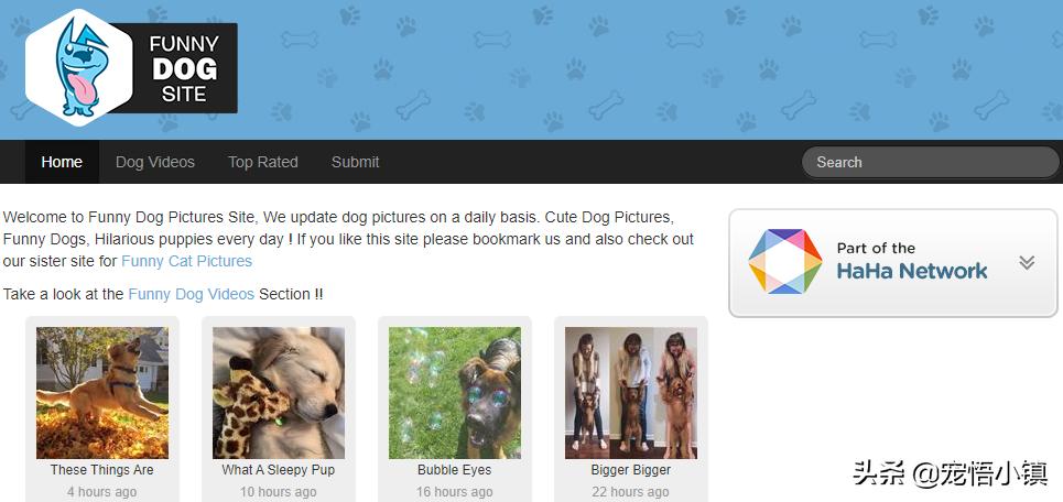 比较出名的宠物网站排名大全,国内外知名宠物品牌排行表