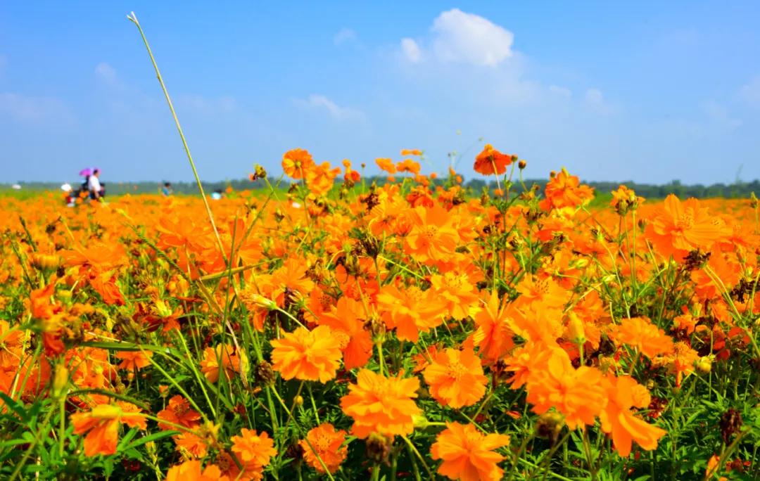 盛夏必去的网红打卡地,暑假适合去的网红打卡地