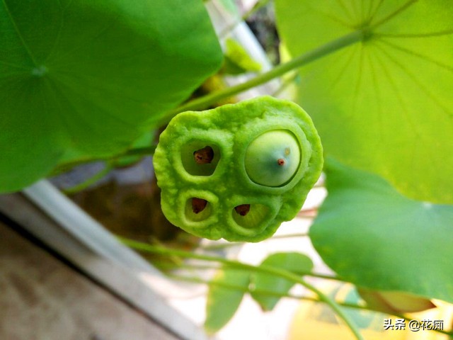 说好的碗莲呢？养了3年，连一朵花都没见，最后只收获一堆菜藕