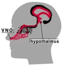 为什么女生身上自带体香,有的人身上会自带体香你知道吗