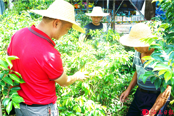 “红绿”底色绘就奔康彩虹路——陆河县河口镇北中村见闻