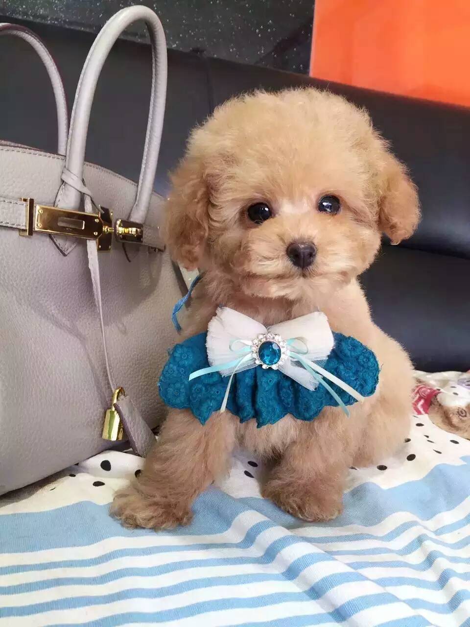 泰迪怎么养新手养泰迪犬基本知识,泰迪比熊博美哪个适合新手养