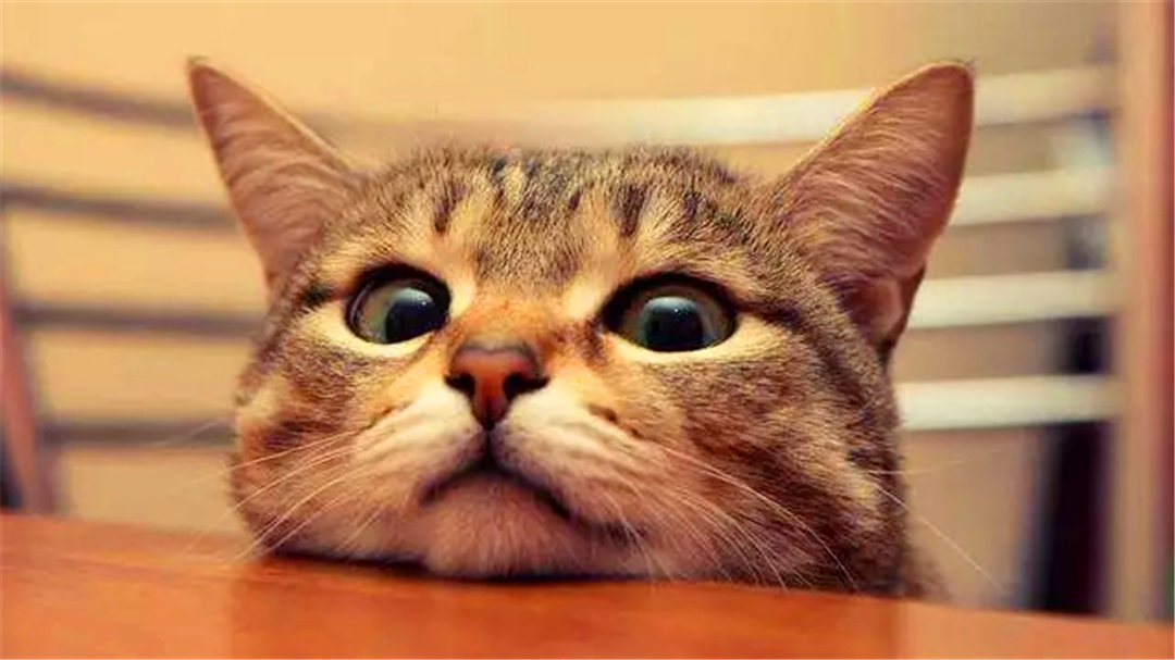 被猫抓伤可能患病的症状,如果被猫抓伤得病是什么症状