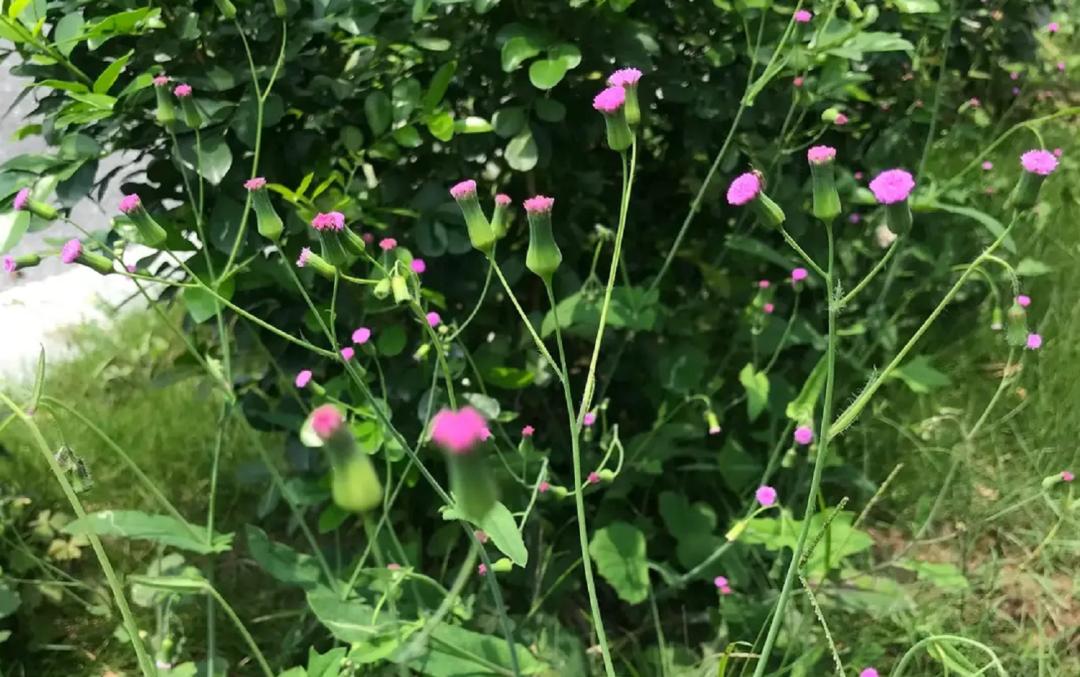 揭秘|这家中医院的“后花园”竟长着30多种野生中草药！