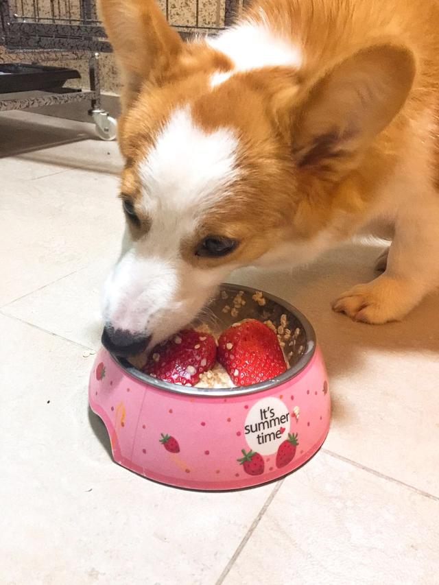 柯基一生必须经历的五个阶段,柯基活到最大年龄就离开了