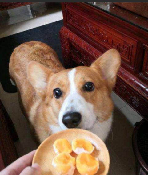 柯基突然不吃狗粮了怎么办，别急看看是不是这些原因