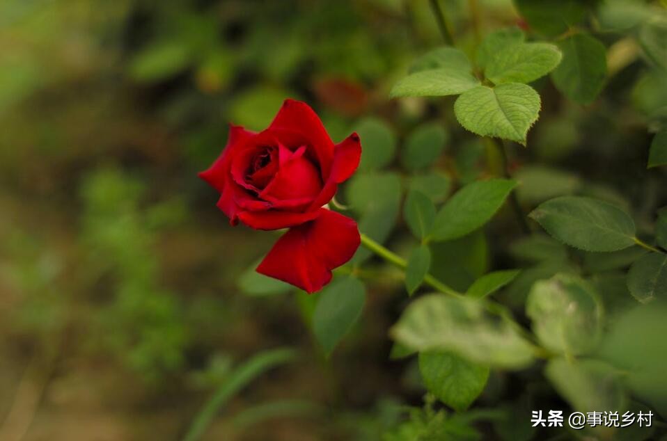 玫瑰花怎样修剪才可以重新长枝条,玫瑰花一枝开三个花苞要修剪吗