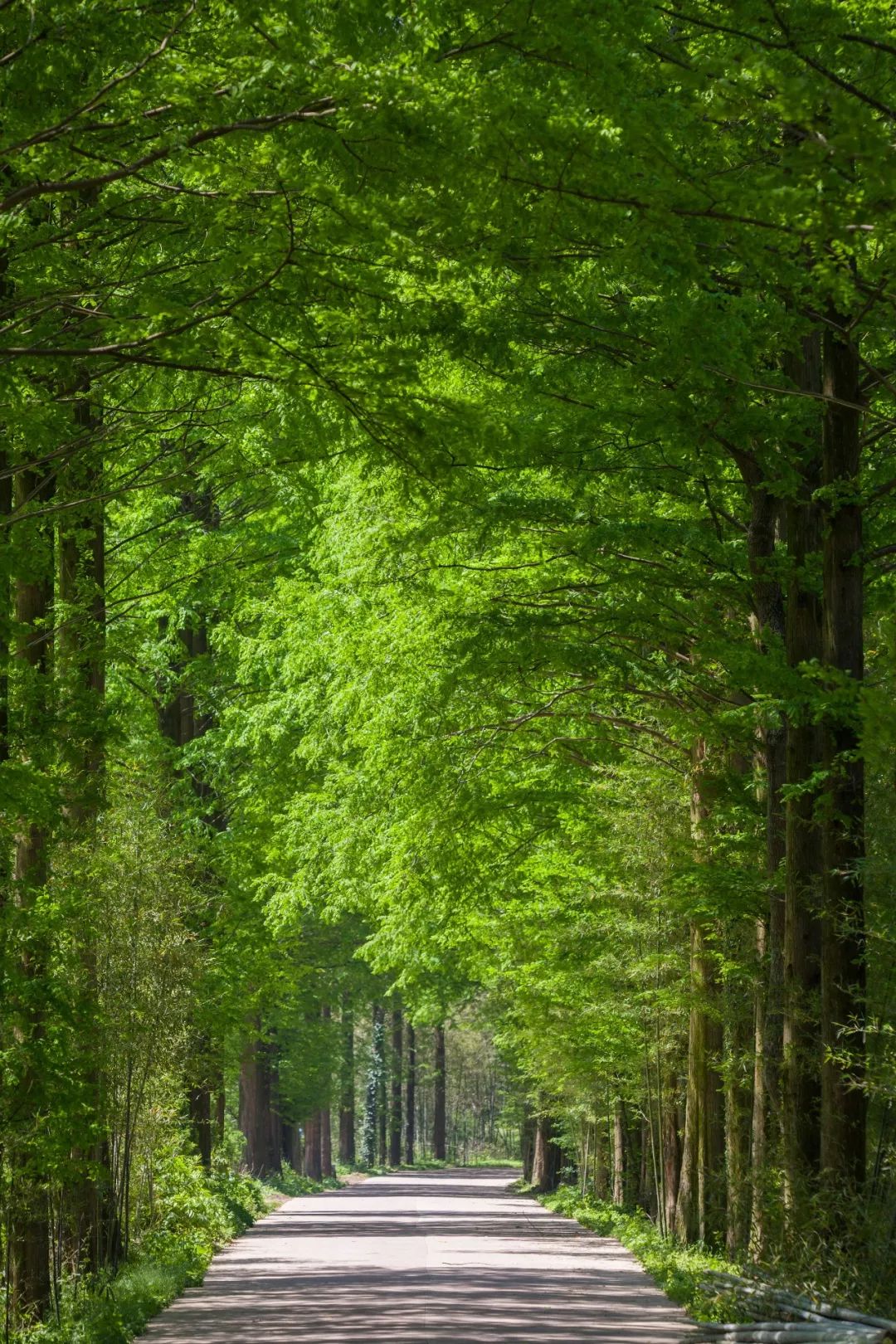 莫干山打卡圣地,莫干山王源