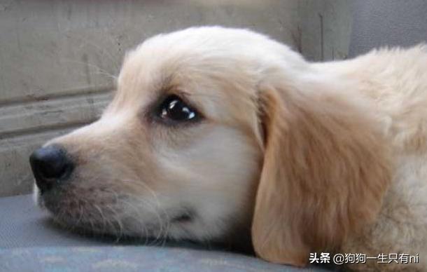 狗狗呕吐拉肚子是怎么回事,狗狗拉肚子和呕吐要禁食几天