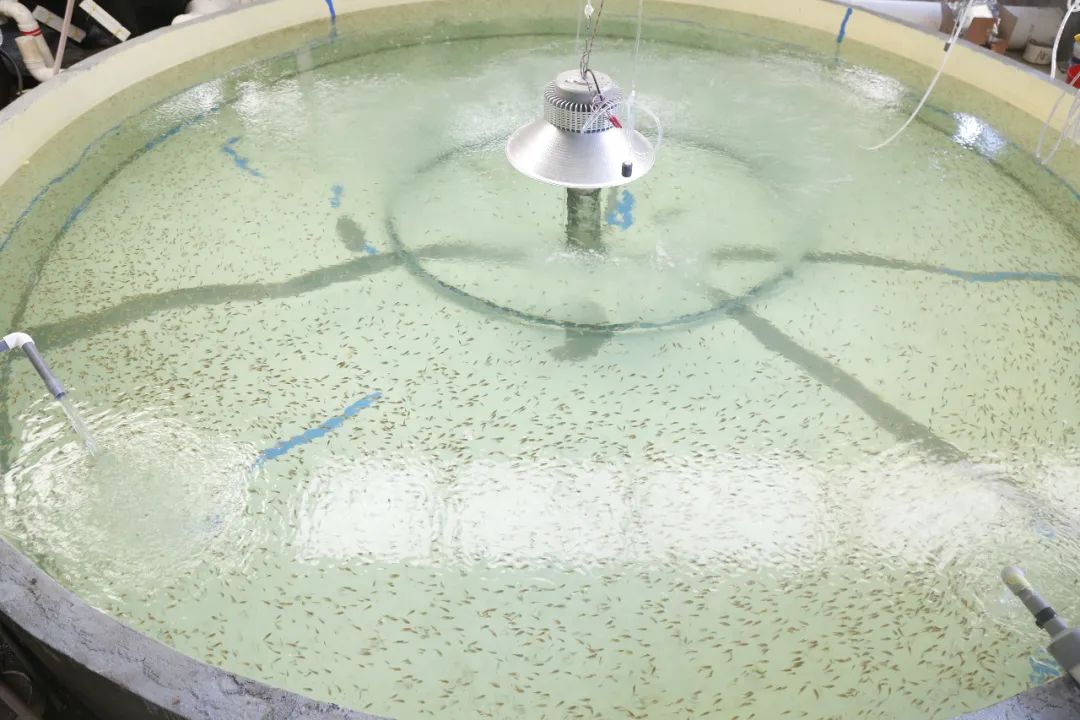 珍珠龙胆石斑鱼苗用鱼初乳种苗料效果探究