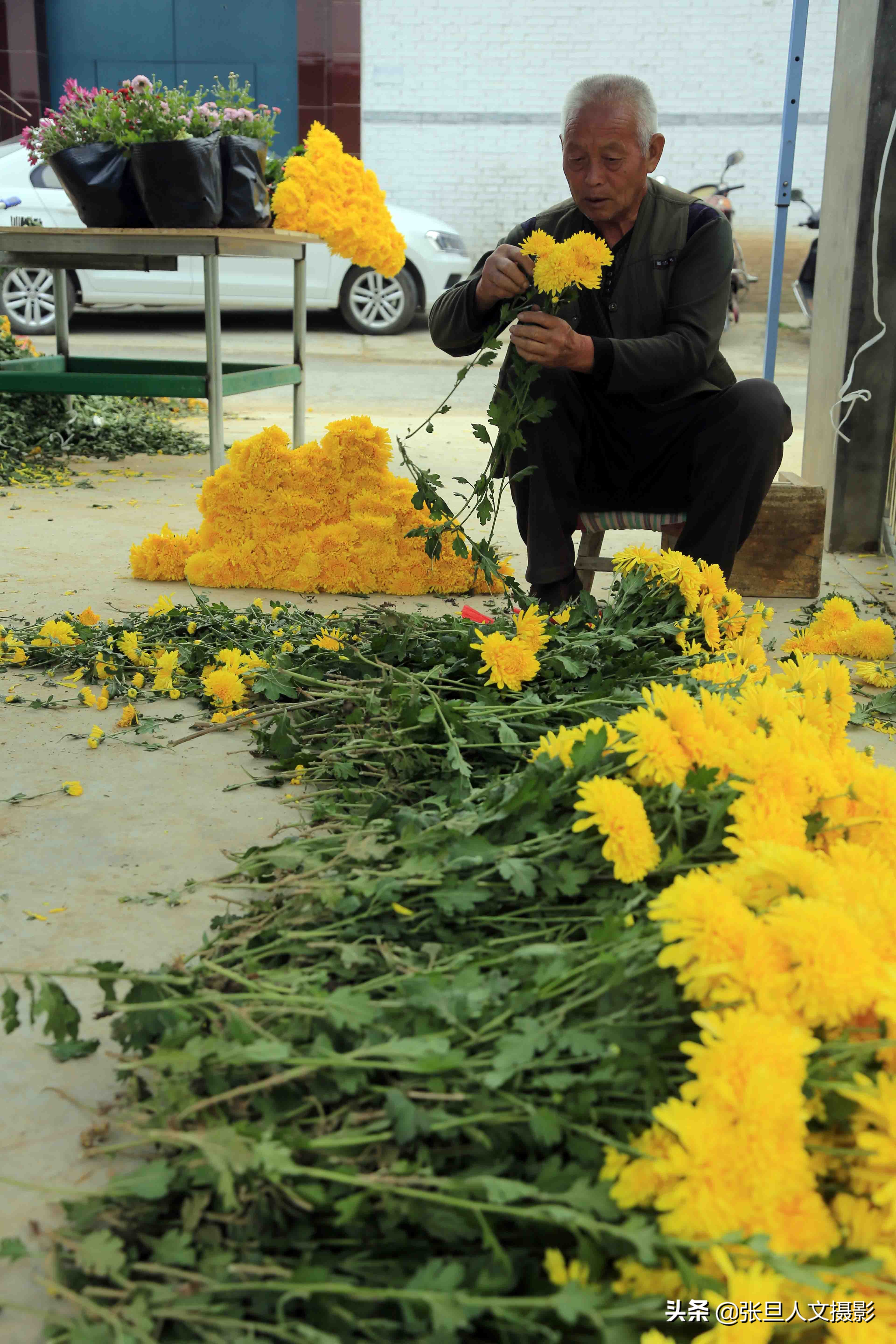 自家200多亩菊花种植基地,菊花种植一亩真实利润山西