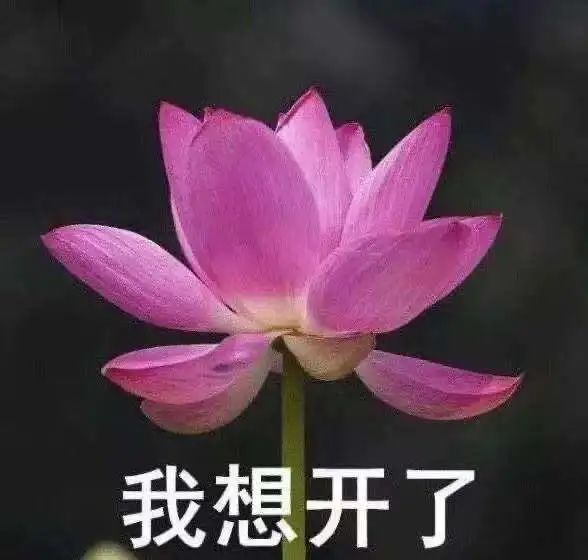 广州恒大莲花足球场建造,广州恒大足球场的设计效果图