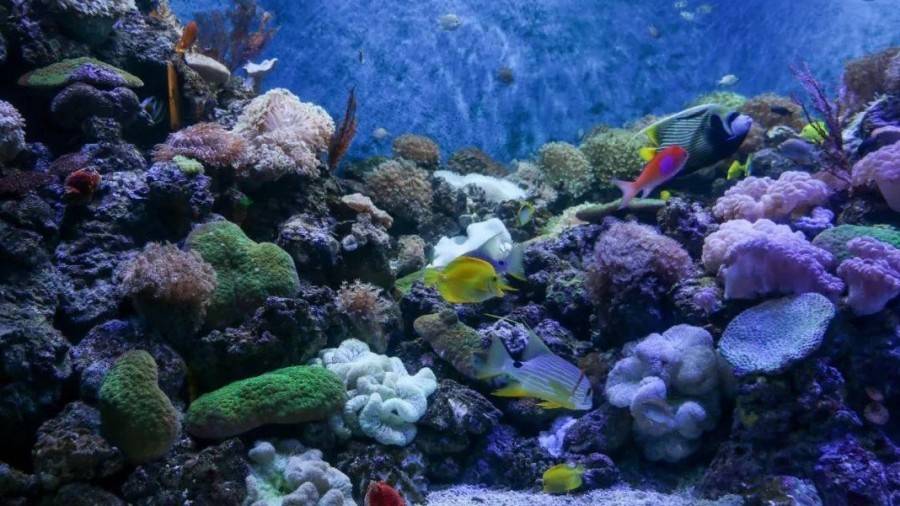 深圳小梅沙海洋世界团购票多少钱,小梅沙海洋世界团购深圳