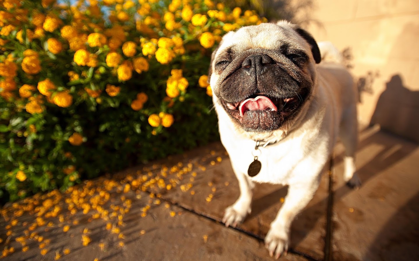 世界上12种最迷人的狗狗,12种超惹人喜爱的狗狗你认识几种