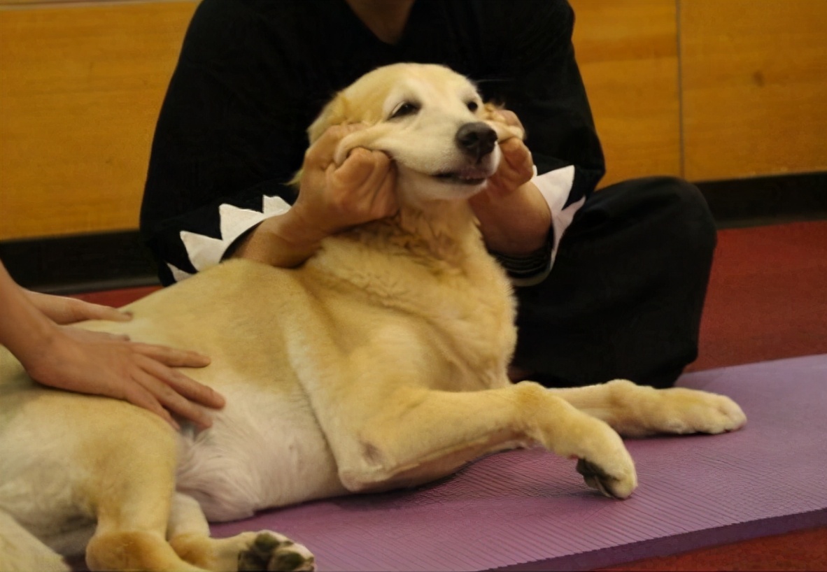 快速让狗狗舒服的按摩技巧｜亲测有效