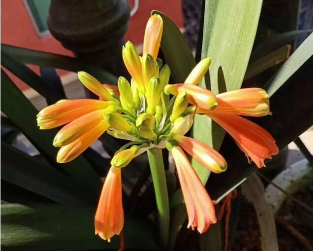 君子兰开了大红花,张大爷养君子兰的方法