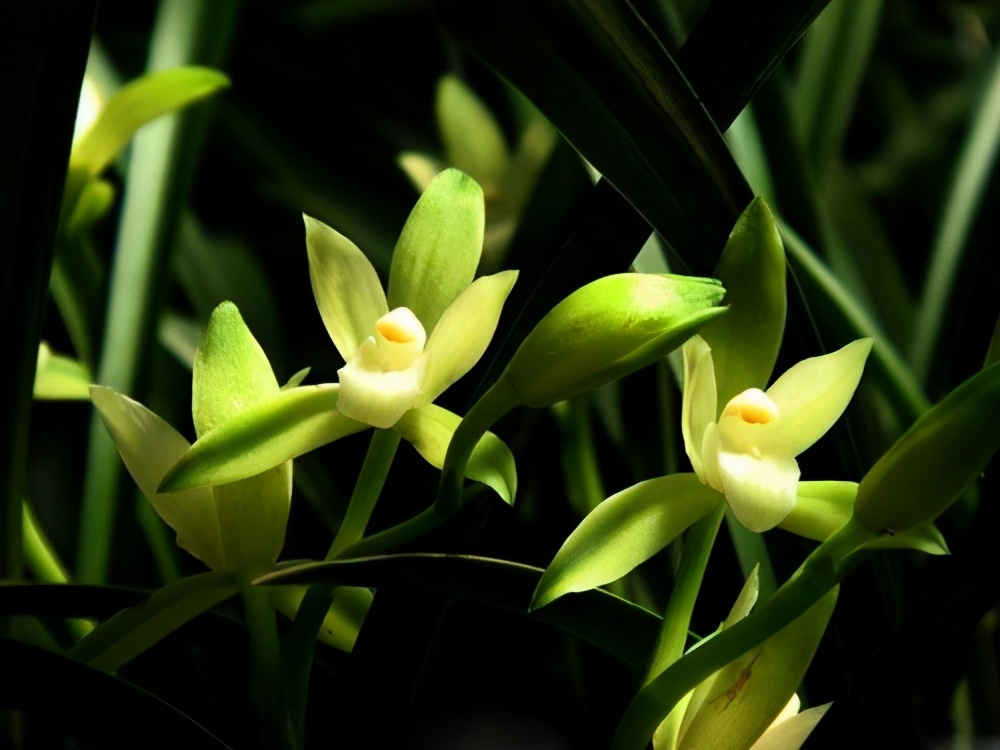 大理云龙县莲瓣兰,莲瓣兰滇西红缘