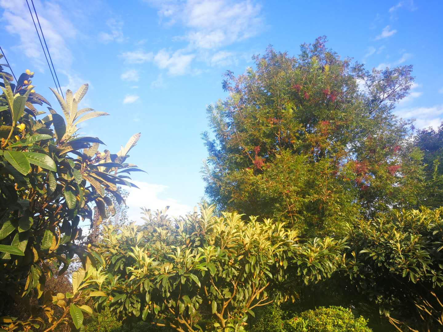 春节昆明景点免费开放,昆明春节公园免费开放时间