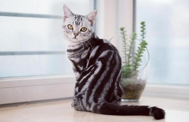 新手第1次养猫推荐猫品种,新手养猫选择哪些猫品种