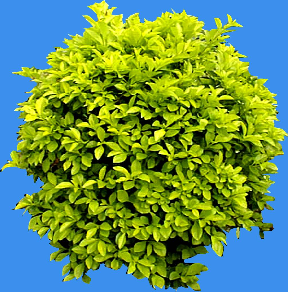 被子植物源自何方？它们有着怎样的特点。我们应该去哪里找寻