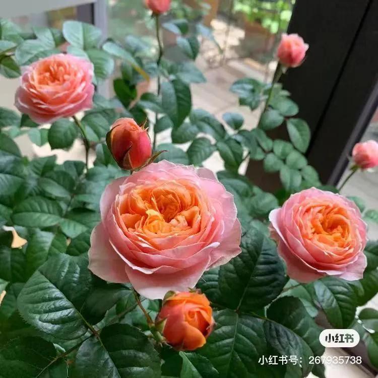 获得worldrose的12款月季品种,露台月季品种推荐