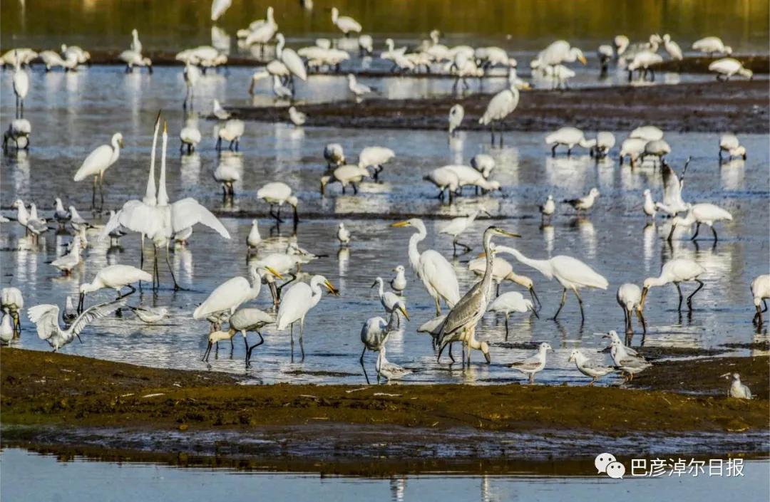 磴口南湖的苍鹭“斗舞”了，大家快来看