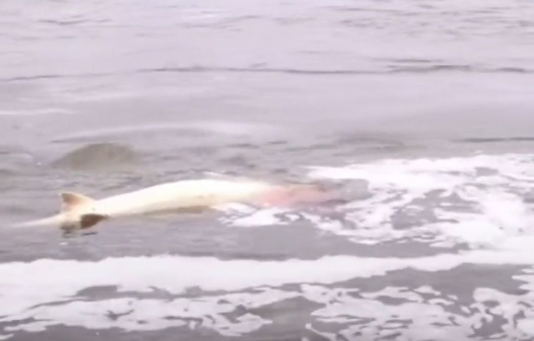 最大的鳇鱼多少斤,目前发现最大鳇鱼