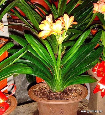 养花养根药片磨碎用上根系呼呼长,用什么药水可以让植物爆根