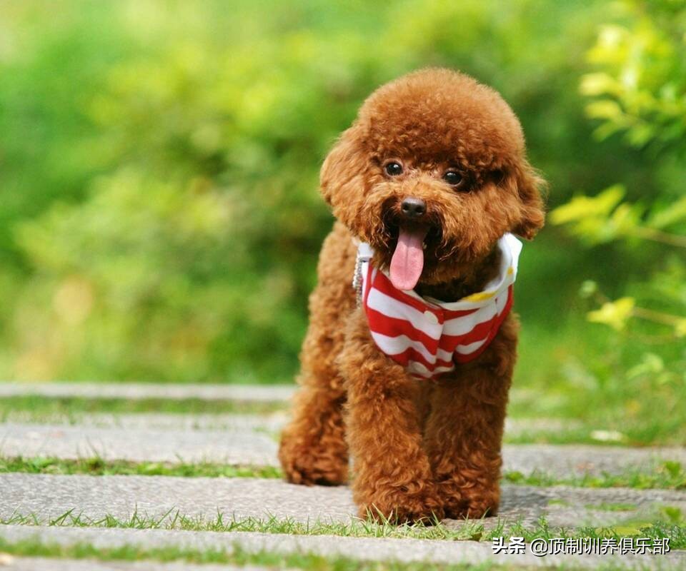 狗狗不能吃的十大食物切记,泰迪狗狗十大禁忌食物表
