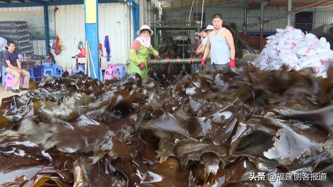 海带采收,海带收割最新视频