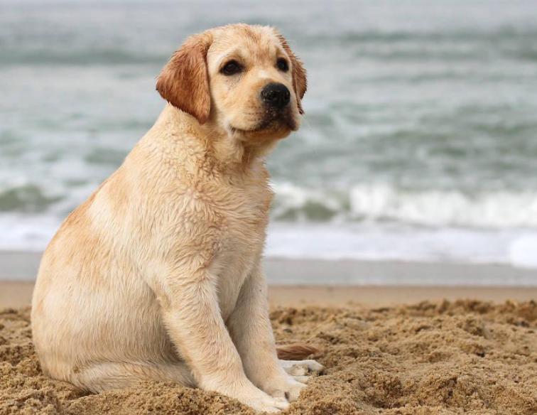 拉布拉多犬的四个缺点你能接受吗,拉布拉多犬不建议养的原因