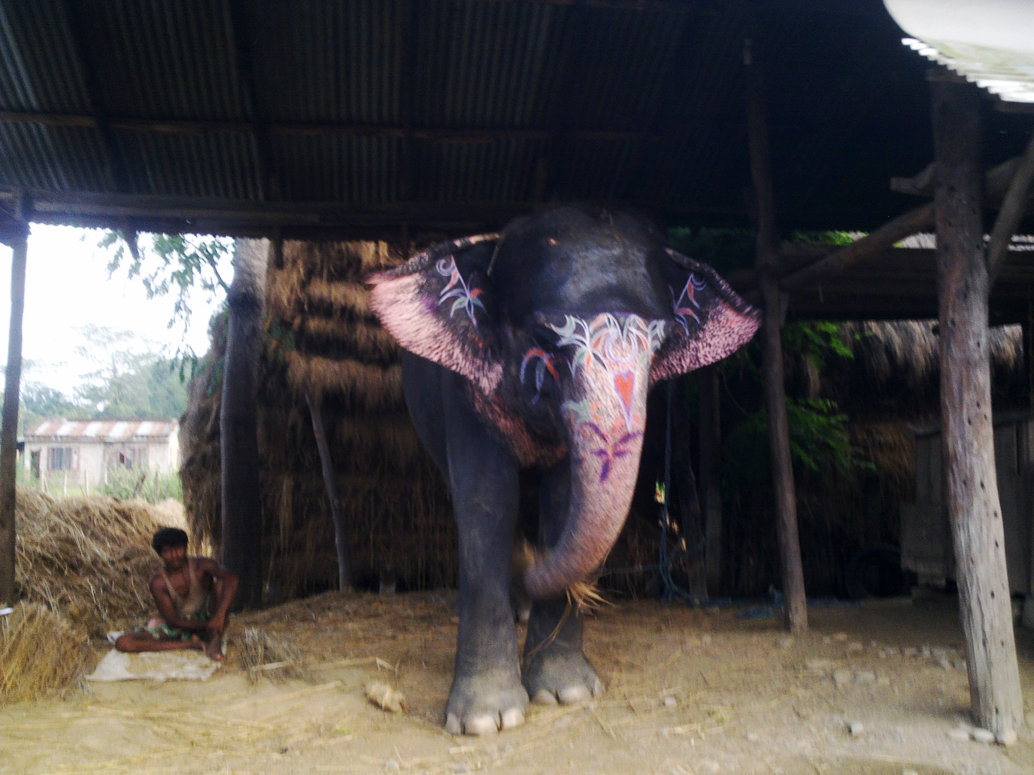 世界杯大象足球,大象足球比赛