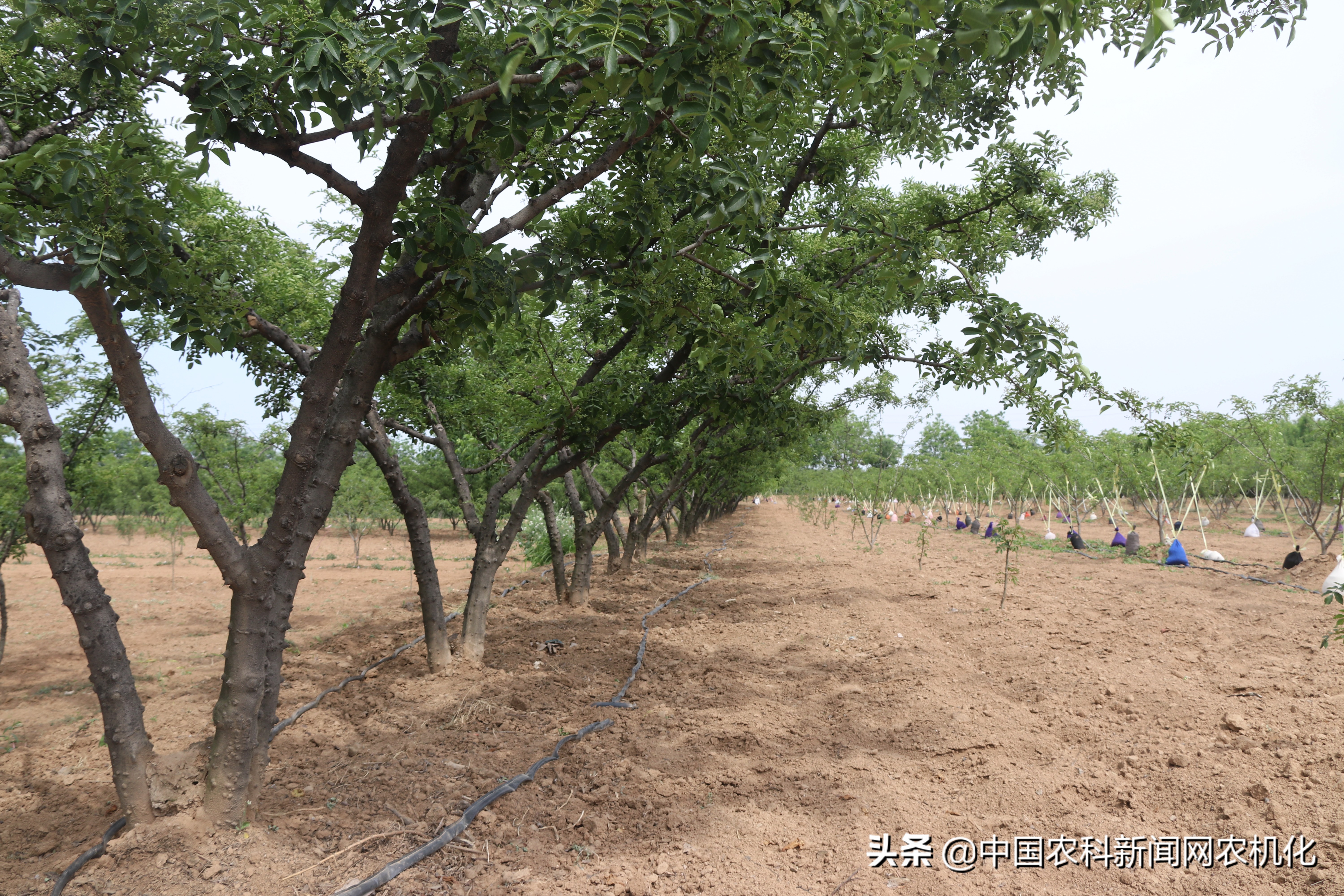 西农大帮扶合阳百良镇发展花椒产业，贫困户走上致富路