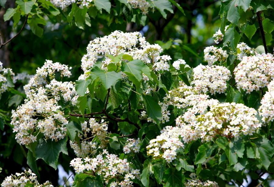 俗话说；“千棵棕万棵桐，子子孙孙都不穷”，为什么这样说？