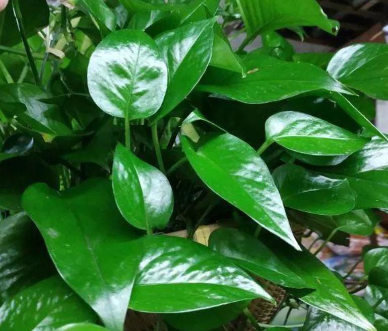 用这种“特效水”养绿萝吊兰，叶片绿油油，新芽蹭蹭长，不黄叶