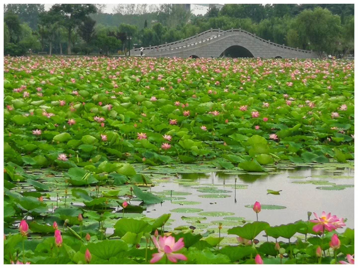 微山湖风景区荷花,微山湖的荷花有多美