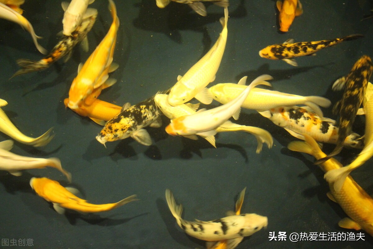 养鱼一换水鱼就死,高密度养鱼不换水