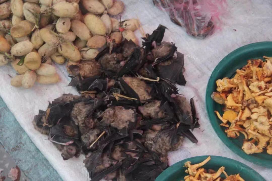 老挝吃蝙蝠,老挝菊头蝙蝠