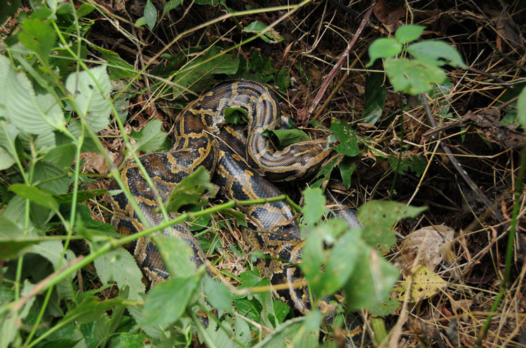蟒蛇准备偷鸡吃被发现,巨大蟒蛇偷鸡被抓
